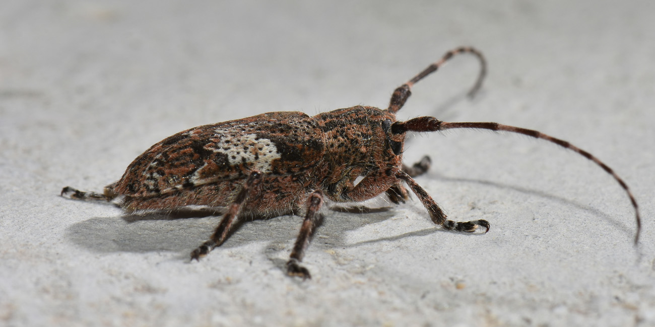 Cerambycidae: Mesosa nebulosa?  Sì  !
